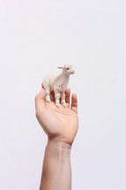 A sheep standing in the palm of a man's hand