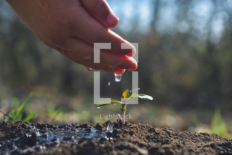 Young farmer watering a young plant growing in garden with sunlight. Earth day concept