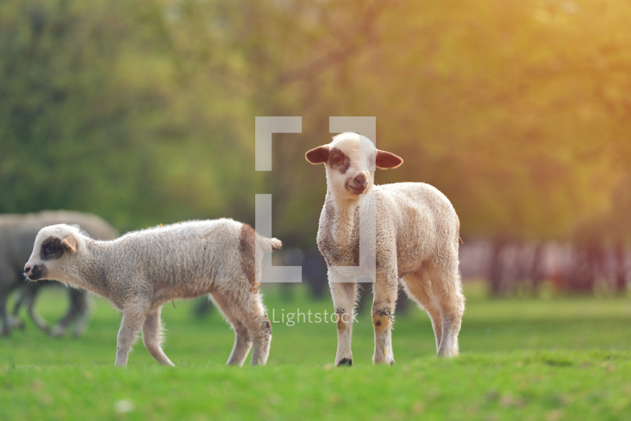lambs in a field 