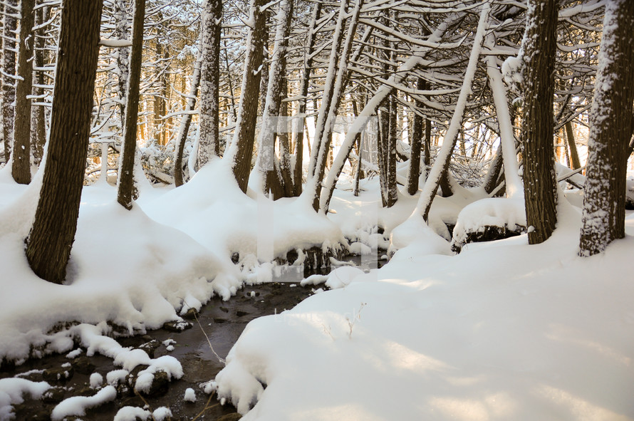 snow on trees in a forest 