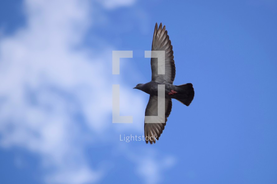 soaring pigeon 