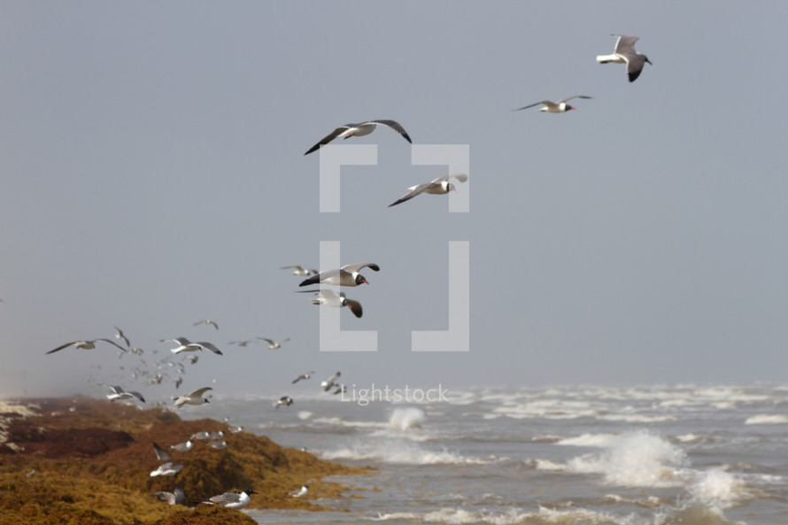 seagulls in flight 