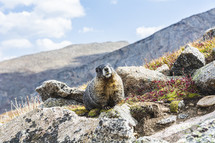 Colorado marmot or ground hog 