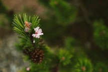 pine and pine cone 