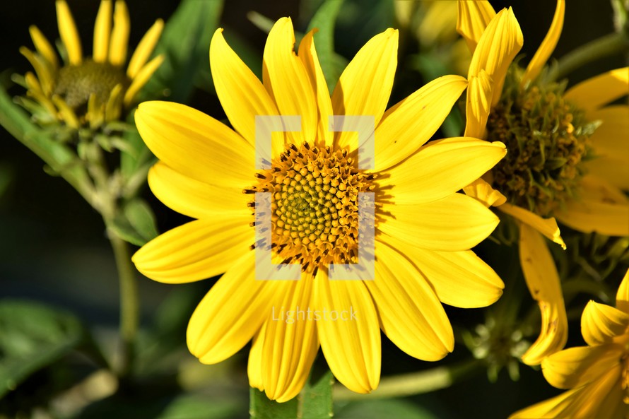 yellow flowers outdoors 