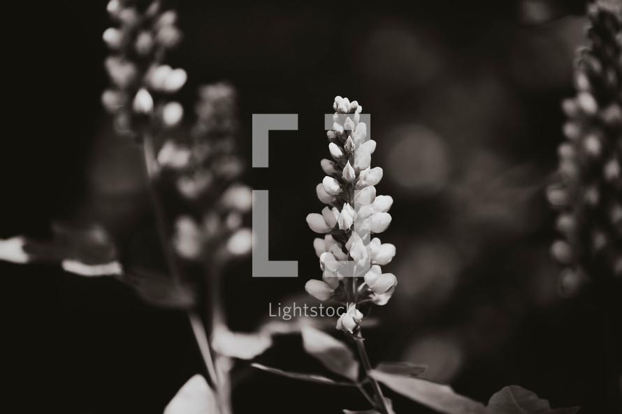 a black and white photo of flowers in a garden