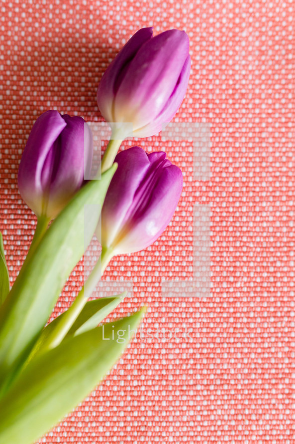 tulips on pink 