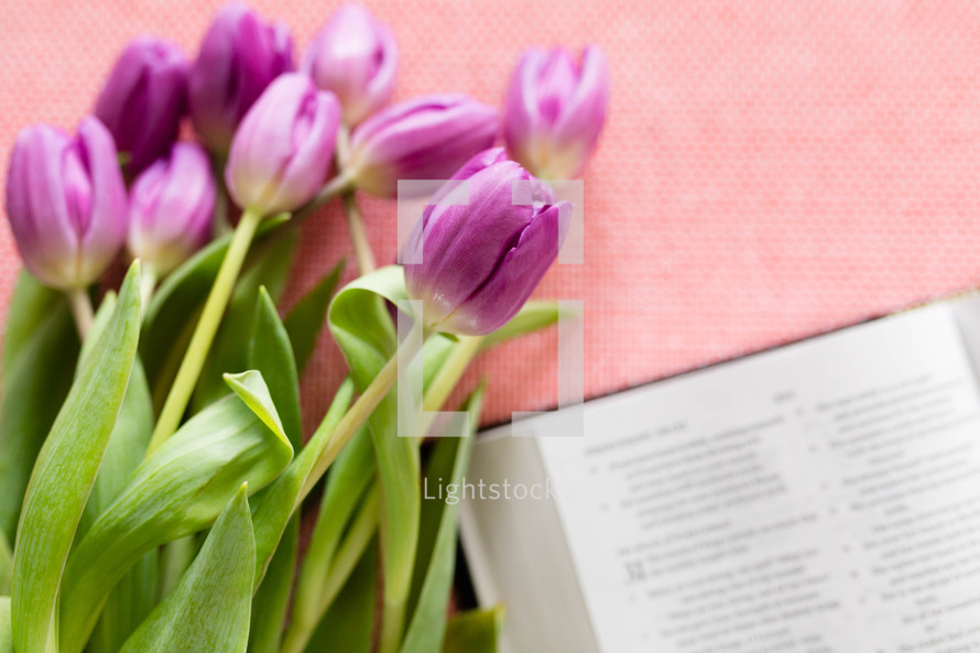 tulips on pink and a Bible 