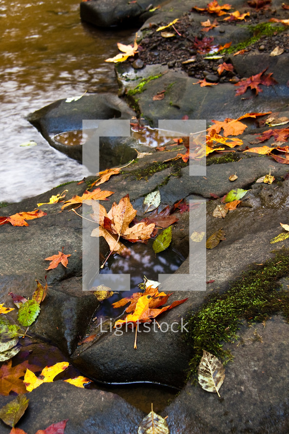 fallen leaves along a rocky bank at McDowell Creek