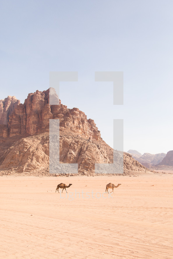 camels roaming in a desert 