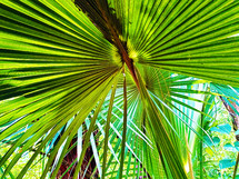 Close up of a palm leaf