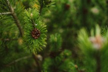 tiny pine cone on a pine tree 