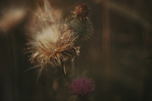 dried flowers in fall 