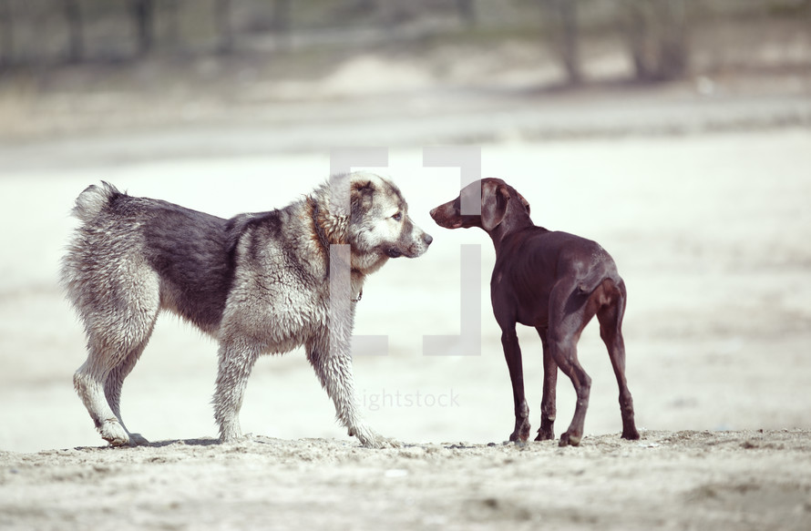 two dogs meeting 