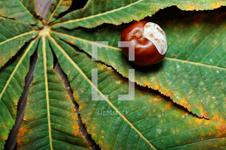 nut on leaves 