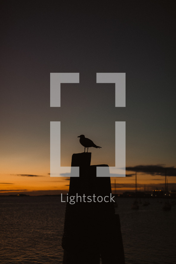 silhouette of a seagull at night 