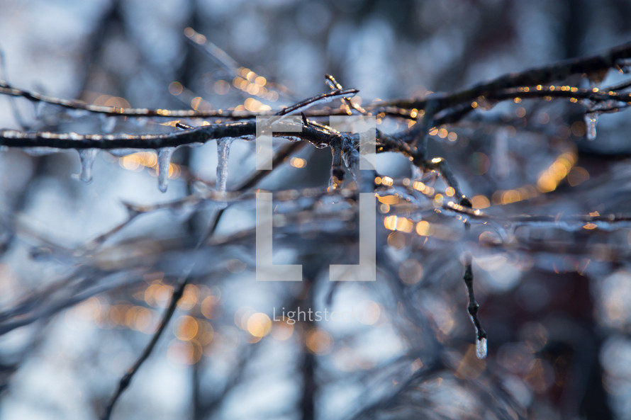 ice on tree branches 
