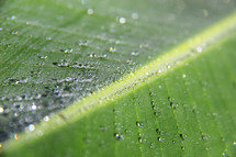 water droplets on a green leaf 