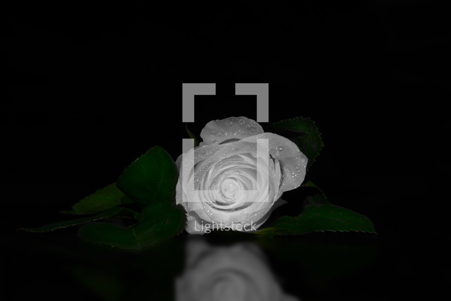 wet white rose 