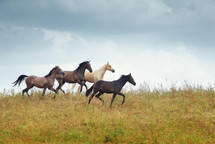 galloping horses 