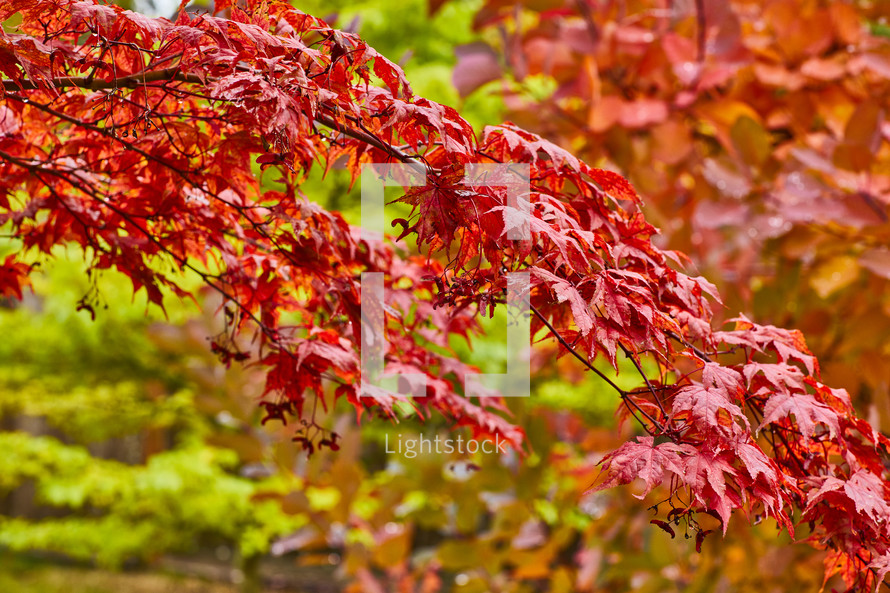 Red fall leaves