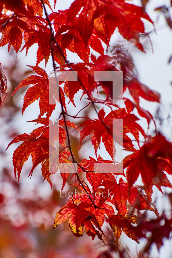 Red fall leaves 