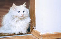 fluffy white cat 