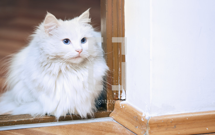 Fluffy white cat — Photo — Lightstock