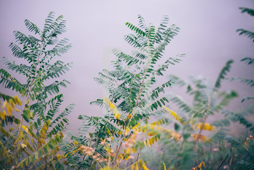  Green and yellow leaves