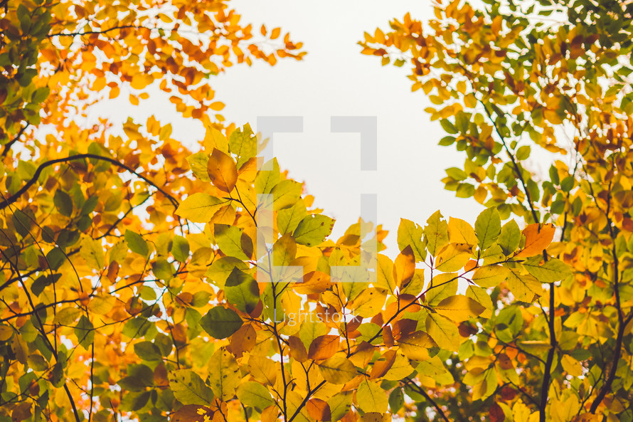 golden fall leaves 
