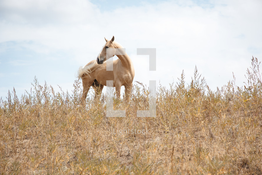 tan horse on a field 