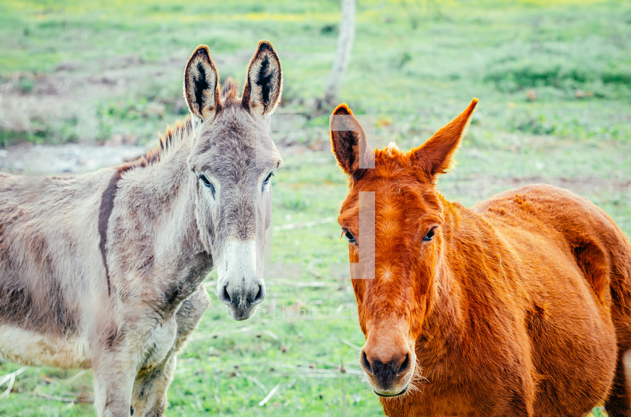 mule and donkey in farming