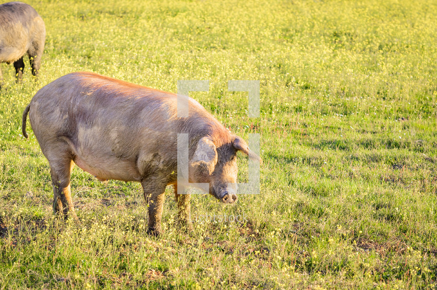 pigs in a field in Spain 