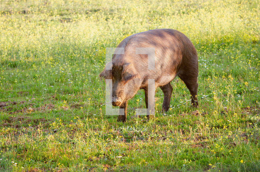 portrait of pig in grassland, Extremadura, Spain