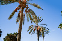 View of luscious palm trees against the clear sky