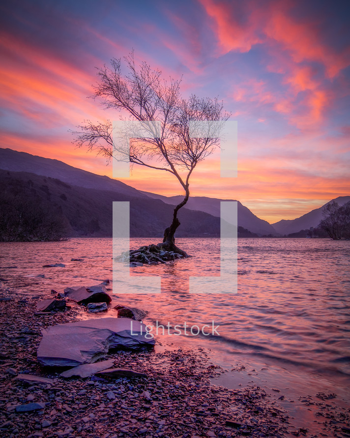 tree on in a lake under a pink sky at sunset 