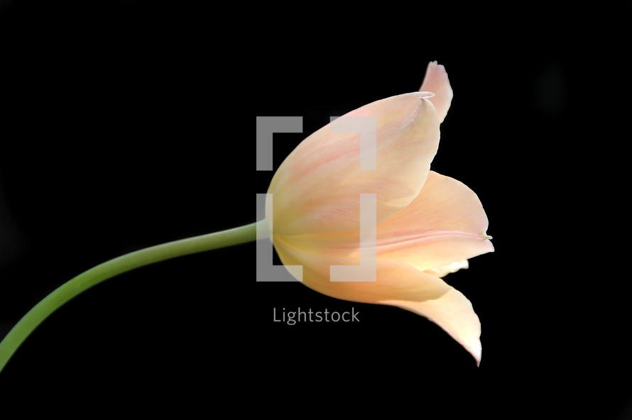 A pale pink tulip.