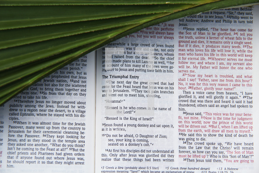 Palm Frond on scripture