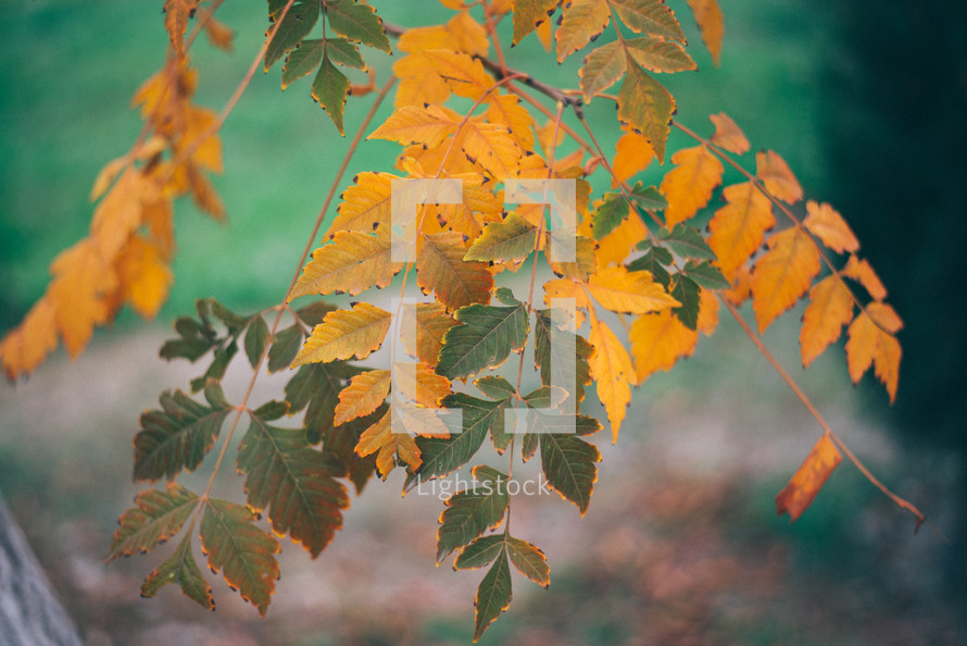 Yellow autumn leaves, Green and yellow leaves, Autumn maple leaves, autumn landscape