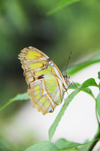 butterfly on a green leaf 