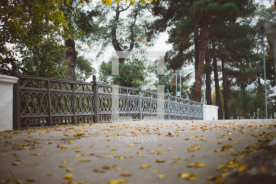 Yellow autumn leaves, Green and yellow leaves, Autumn maple leaves, autumn landscape