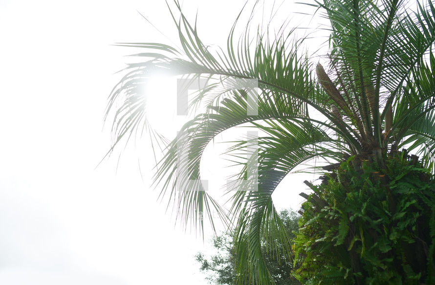 bright sunlight over a palm tree 