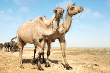two camels walking near the horses