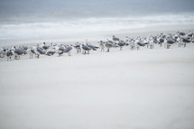 Flock of seagulls at the beach 