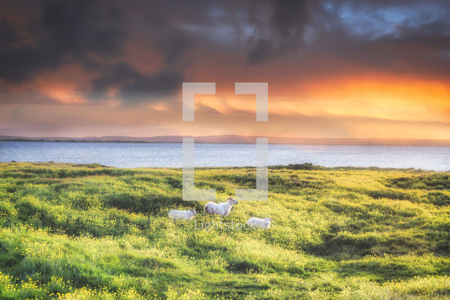 horned sheep by a shore at sunset 