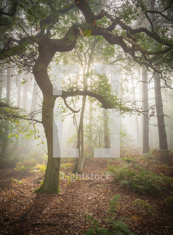 fog and trees in a forest 