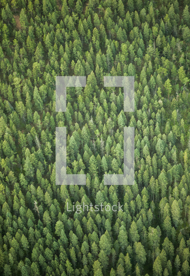 aerial view over a forest 