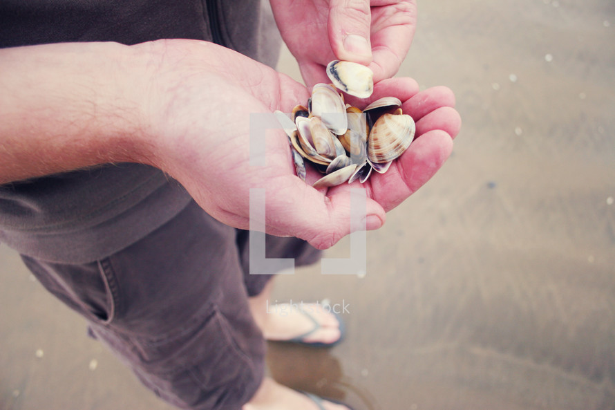 Hands holding muscle and clam shells.