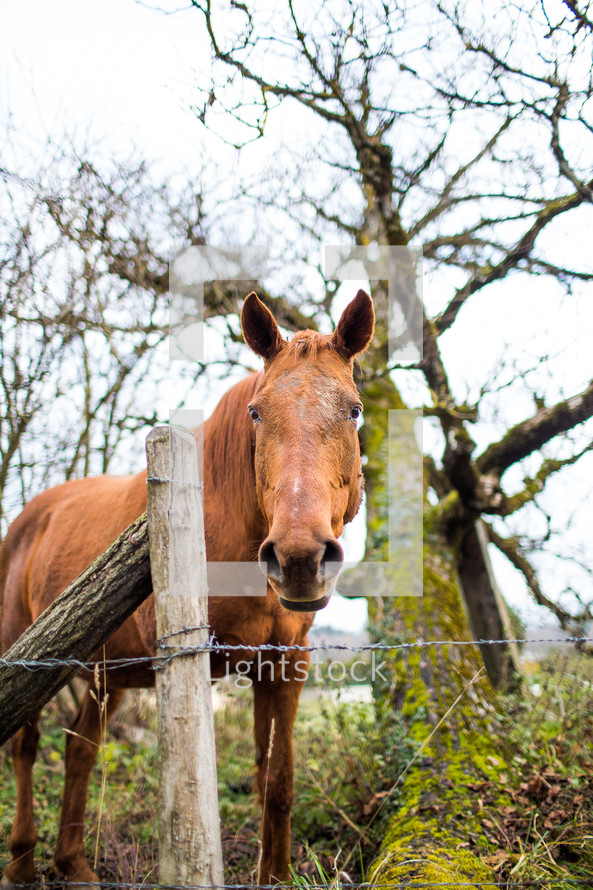 a horse near a barbed wire fence 