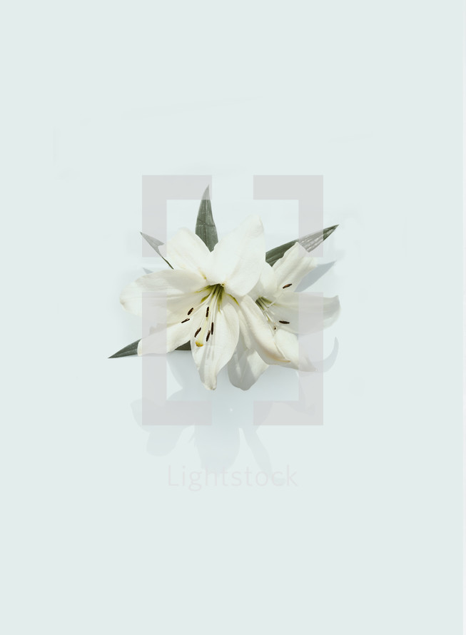 white lilies 
